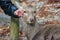 tourist hand touching Japanese wild friendly cute deer at Nara national public park.