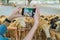 Tourist hands taking a photo by mobile smart phone of goats, lamb, or sheep in farm at zoo park in rural area. Wild mammal animal