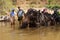 Tourist helps wash an elephant