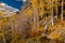 Tourist hiking in aspen grove at autumn