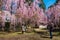 Tourist at the Hirosaki Castle Park