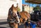 Tourist horse cart next to Jeronimos Monastery or Hieronymites Monastery (Mosteiro dos Jeronimos) Lisbon