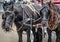 Tourist horse chariot on Pariser Platz in Berlin, Germany