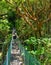 Tourist on a jungle bridge