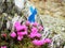 Tourist mark on a rock in the mountains surrounded by pink flowers