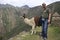 A tourist meet a guanaco Lama guanicoe camelid native to South America, Machu Picchu Peru