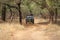 Tourist moving in Safari jeep at Ranthambore National park