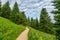 Tourist path in the forest, Mala Fatra national park, Slovakia. Green fresh trees, blue sky. Trail to Maly Rozsutec mountain