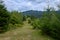 Tourist path to the top of the high ridge, on which green young Christmas trees grow against the blue sky