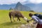 Tourist petting a llama at Machu Picchu