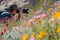 tourist photographing desert wildflowers