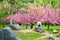 Tourist resting on a rock and admiring the Japanese cherry blossom trees in Bucharest King Michael I Park formerly Herastrau