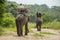 Tourist ride the adventure elephant trekking through the jungle