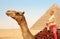 Tourist riding camel in Giza. Young blonde woman near Pyramid