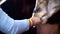 Tourist\'s hand Feeding Giraffe