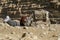 Tourist salesman with a donkey resting at the Cheops pyramid