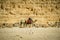 Tourist salesman on a dromedary passing the Cheops pyramid