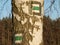 Tourist signposting on the bark of a tree