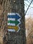 Tourist signposting on the bark of a tree