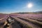 Tourist sits, relaxes and enjoys lavender field, New Zealand