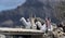 Tourist souvenirs camel for sale at Lac Assal,