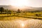 Tourist spot the rice fields and giant straw animal sculptures at Huay Tueng Thao reservoir.