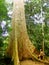 Tourist standing near giant tree, Taman Negara National Park, Ma