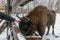 Tourist Strokes European Bison in National Park