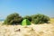 Tourist tent in the beautiful inspiring sea beach. Camping Tent on the cozy sand beach.