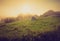 Tourist tent on green meadow at sunrise. Camping background.