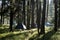 Tourist tents in the forest among pines