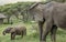 A tourist too close to African elephants in East Africa.