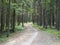 Tourist trail in the BiaÅ‚owieÅ¼a Primeval Forest