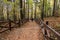 Tourist trail in the JodÅ‚owa Primeval Forest, from Saint Catherine to Lysica, partly built as a boarded walkway