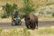 Tourist, Travel, Buffalo, Nature, Bison