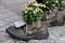 Tourist traveler hiker shoes boots with flowers.