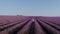 Tourist or traveller in lavender fields