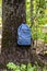 Tourist walk through the summer forest. A blue backpack hangs on a large tree covered with green moss