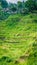 Tourist walking along amazing tegalalang rice terrace cascades fields with beautiful coconut palm trees growing on it