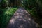 tourist walking footpath in green forest