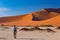 Tourist walking on the scenic dunes of Sossusvlei, Namib desert, Namib Naukluft National Park, Namibia. Adventure and exploration