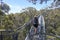 Tourist walking on Valley of the Giants Tree Top Walk in Denmark Western Australia