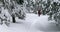 A tourist walks among snowy trees