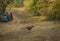 Tourist watching tiger cub at Tadoba Andhari Tiger Reserve,Chandrapur,Maharashtra,India.on 4th jan 2017