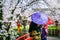 Tourist wearing japanese traditional kimono and cherry blossom in spring, Kyoto temple in Japan