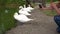 A tourist, a woman shoots on the phone swan near