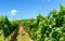 Tourist woman walking between the winery rows of grape vines on a nice summer day