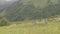 Tourist women walking on mountain trail through green meadow