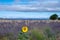 Touristic destination in South of France, colorful lavender, lavandin and sunflowers fields in blossom in July on plateau