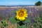 Touristic destination in South of France, colorful lavender, lavandin and sunflowers fields in blossom in July on plateau